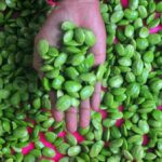 Foto: Petai. (ANTARA FOTO/YUSUF NUGROHO)