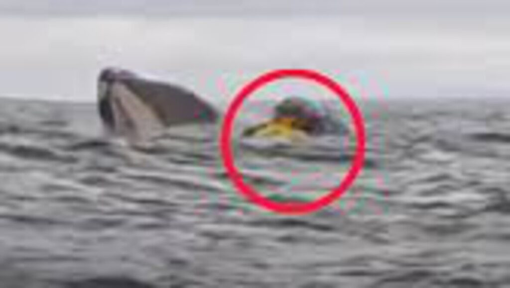 Cerita Menegangkan Pendayung Kayak Asal Chile yang Selamat Usai Ditelan Seekor Paus