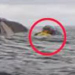 Cerita Menegangkan Pendayung Kayak Asal Chile yang Selamat Usai Ditelan Seekor Paus