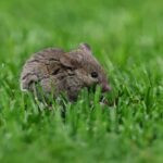 Tikus Old Trafford Kembali Muncul di Laga Manchester United vs Ipswich Town