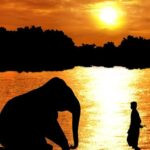 Ilmuwan berharap, suatu saat nanti dunia hewan dan manusia tidak ada lagi batasan. Manusia dapat memahami bahasa hewan. (Shutterstock)