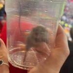 Suporter Sunderland Tangkap Tikus Old Trafford