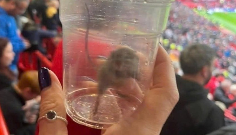 Suporter Sunderland Tangkap Tikus Old Trafford