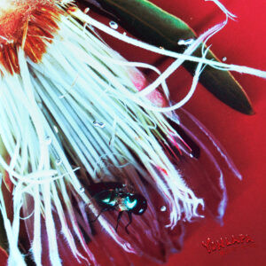 YONLAPA - EP Velvet Petals Cover Art